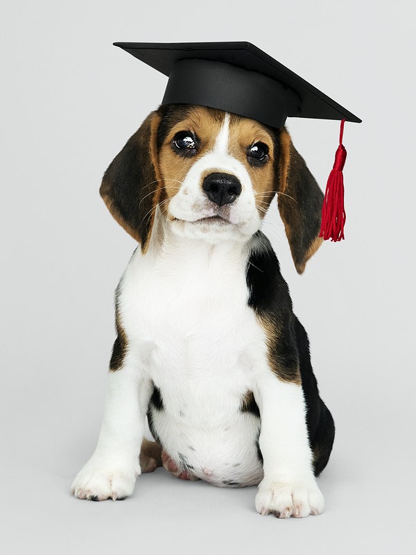 A beagle puppy looking straight at the camera with a graduation cap in his head